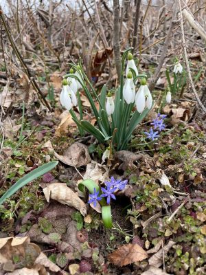 Read more about the article Semnele primăverii, surprinse în pădurile din județ. Mesaj transmis de Direcția Silvică