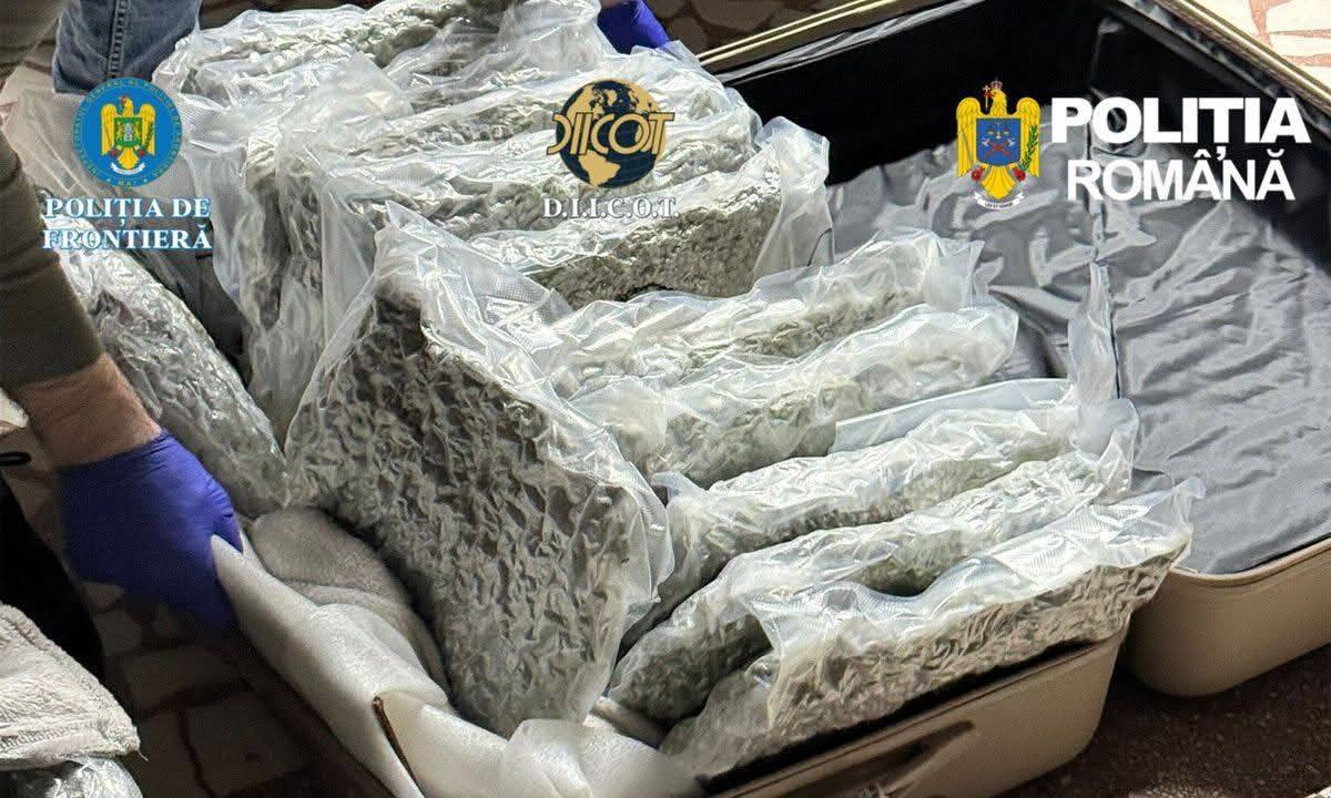 You are currently viewing 31 kilograme de canabis descoperite de către poliţiştii de frontieră de la Sectorul Poliţiei de Frontieră Nădlac
