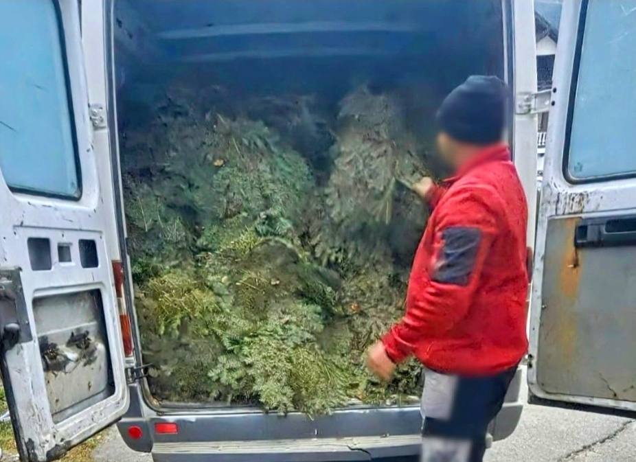 You are currently viewing Bărbat din Moroeni, depistat în timp ce transporta ilegal 700 de kilograme de cetină de brad!