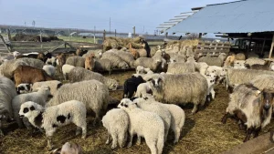 Read more about the article Exportul de carne de oaie din România, blocat de războiul din Orientul Mijlociu
