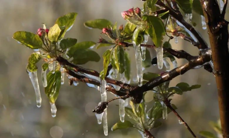 You are currently viewing Fermierii din Voinești mai au timp doar până pe 9 martie pentru sprijinul financiar destinat culturilor afectate de îngheț