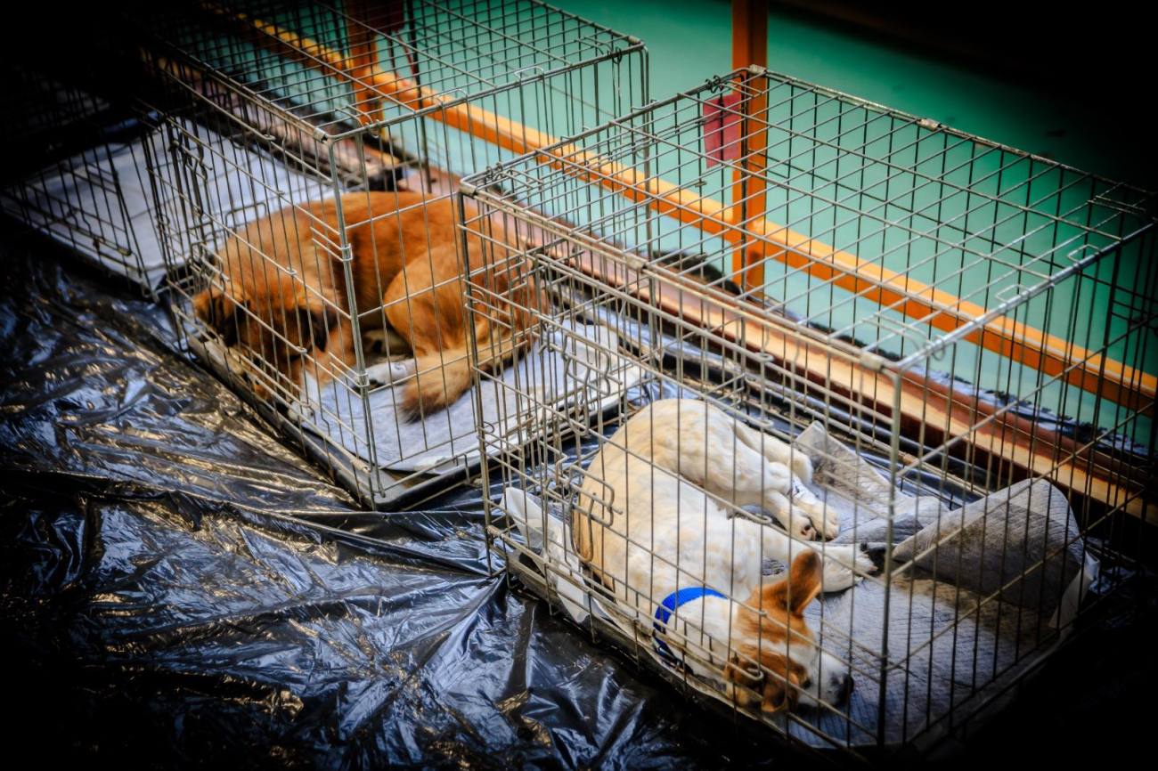 You are currently viewing Titu continuă sterilizarea gratuită a câinilor, acțiune ajunsă la a treia ediție