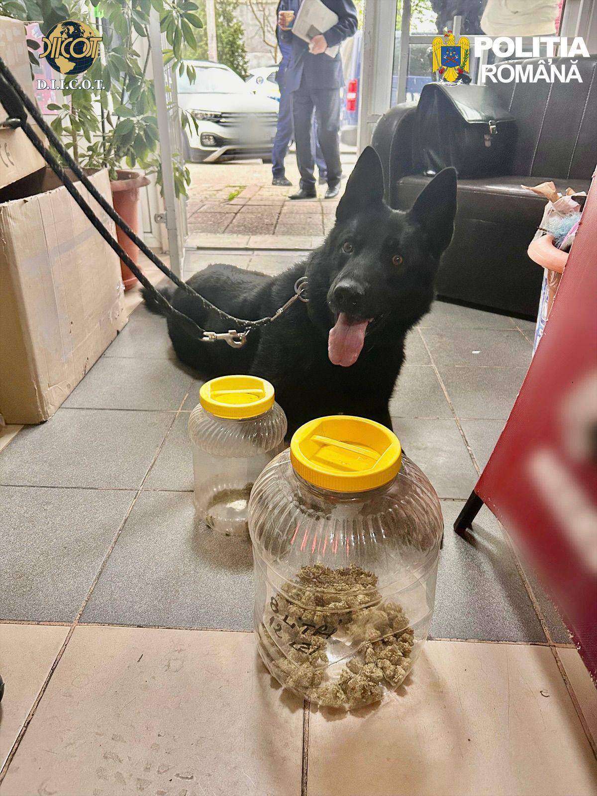 You are currently viewing DÂMBOVIȚA: 19 PERCHEZIȚII DOMICILIARE, PRIVIND TRAFICUL DE DROGURI ȘI SUBSTANȚELE PSIHOACTIVE!