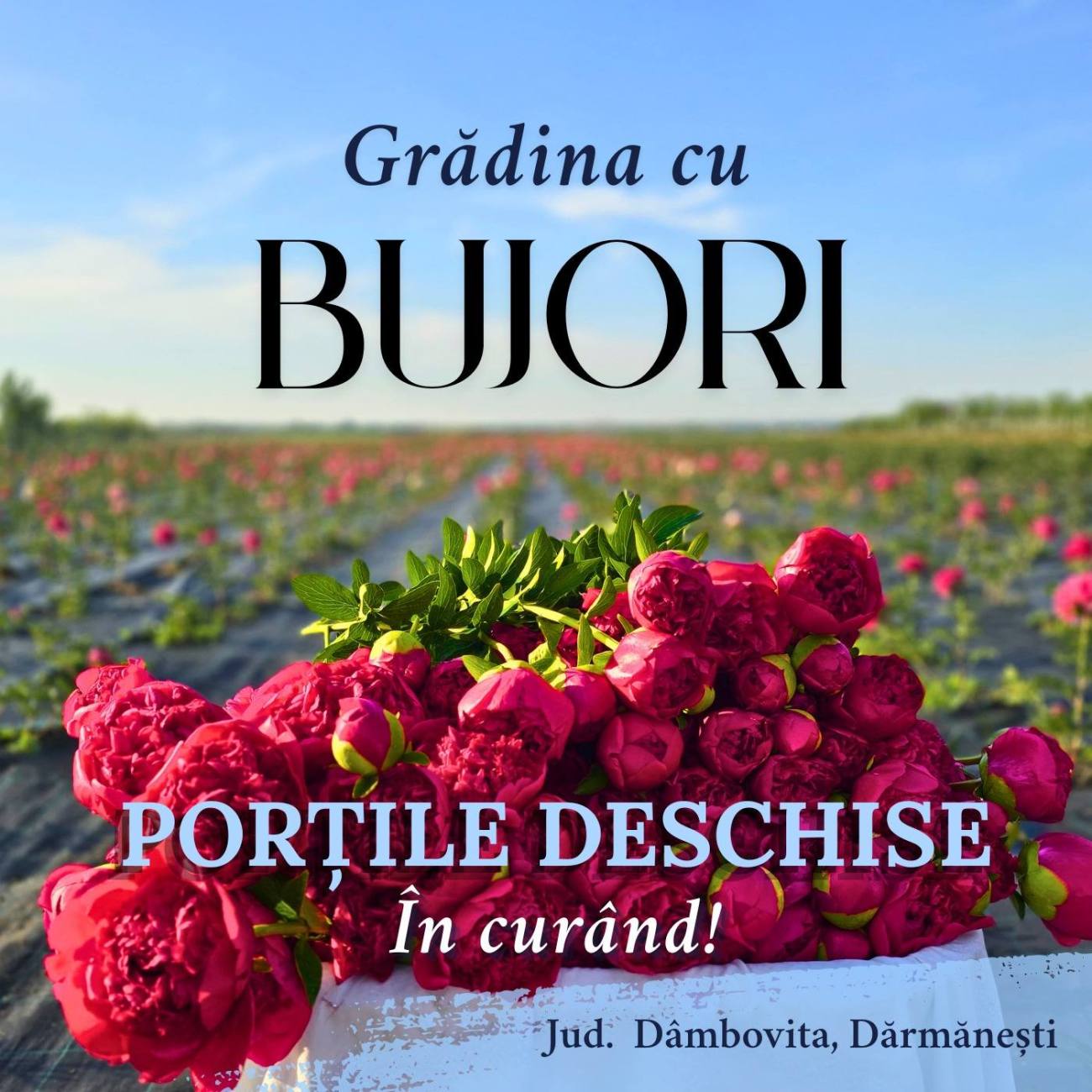 You are currently viewing Grădina de bujori din Mărginenii de Sus se redeschide în curând