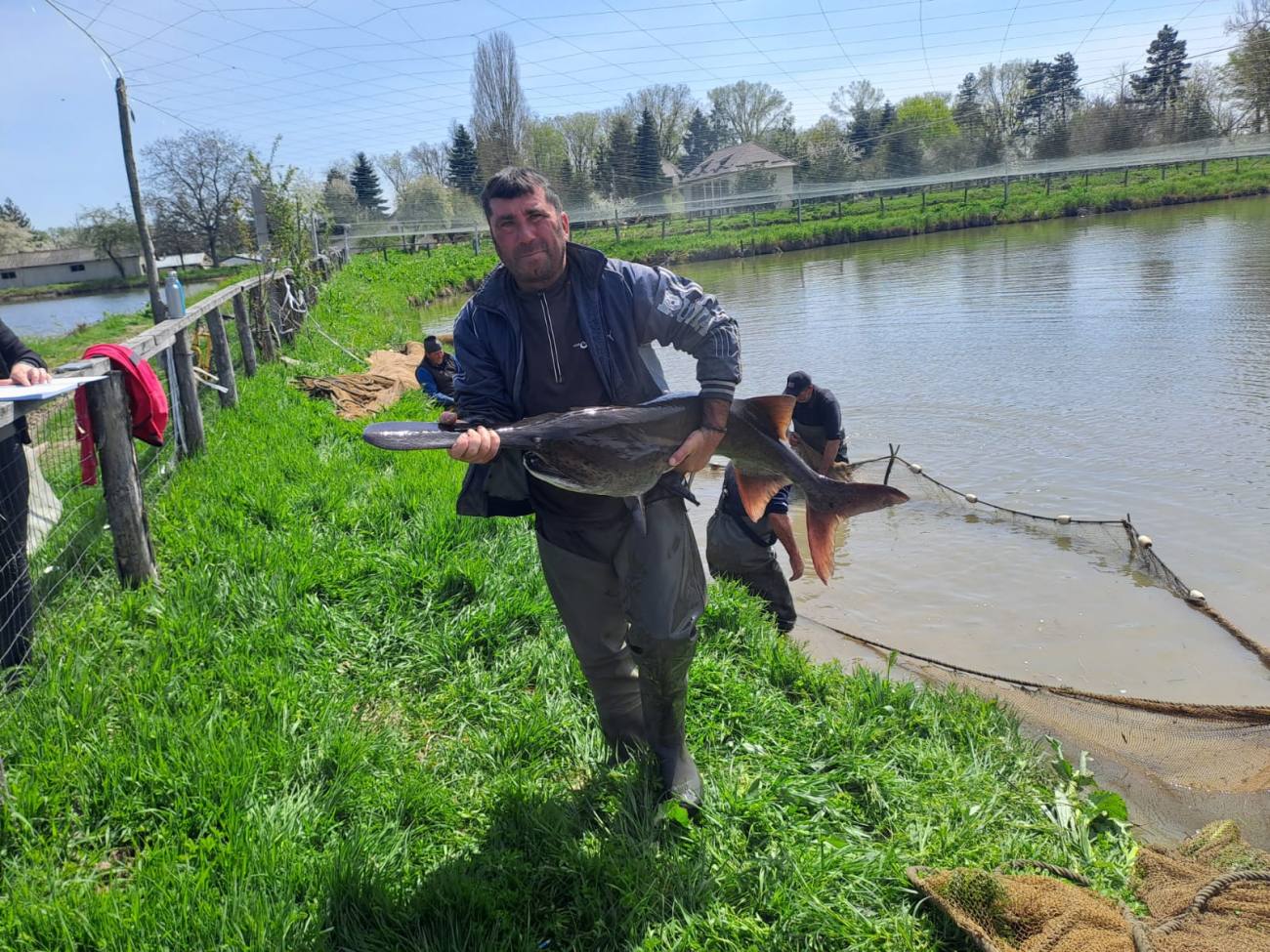 You are currently viewing La Stațiunea Nucet a început reproducerea sturionului nord-american Polyodon spathula