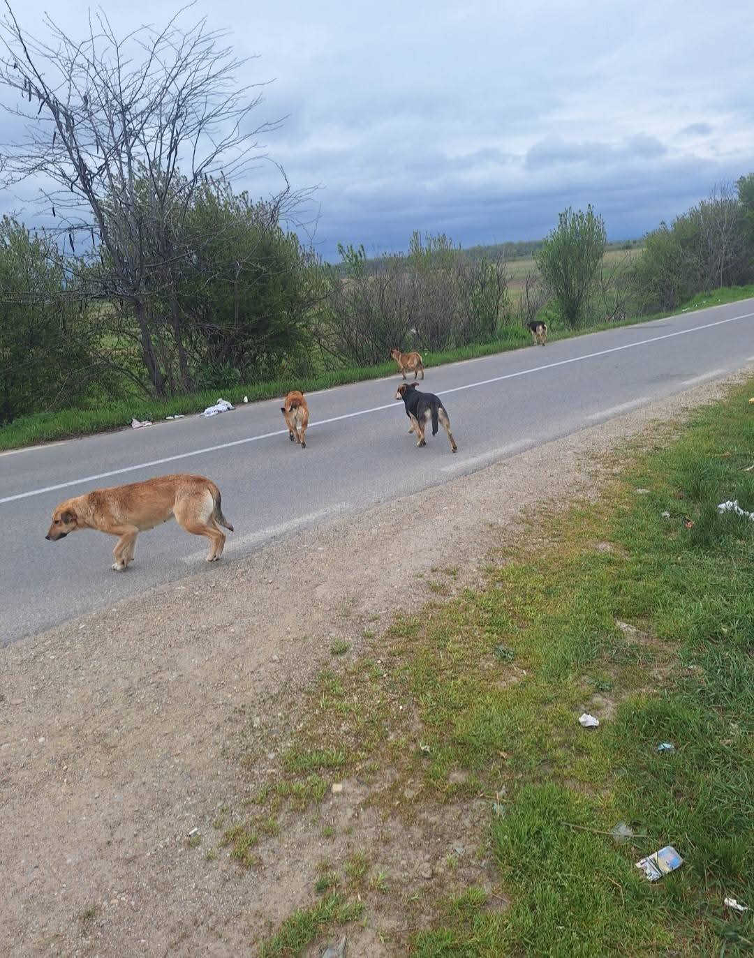 You are currently viewing Primarul din Văcărești anunță că a fost prins un bărbat care abandona câini în comună