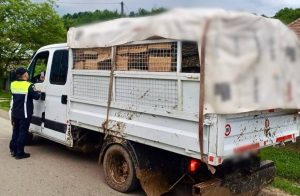 Read more about the article Bărbat amendat pentru transportul ilegal de material lemnos la Drăgăești Pământeni!