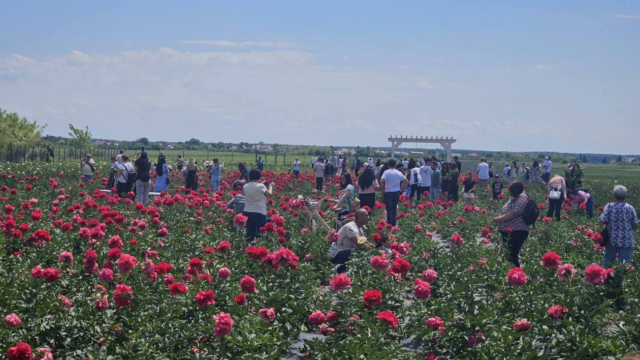 You are currently viewing Mii de vizitatori, în acest weekend, la grădina cu bujori din Dărmănești