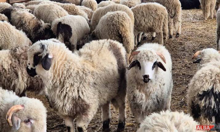 You are currently viewing Primul transport aerian cargo cu ovine românești a ajuns cu succes în Algeria