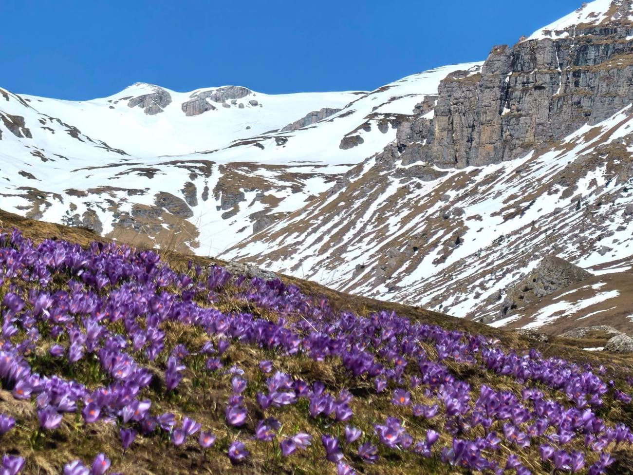 You are currently viewing De la brândușe, la brumă și zăpadă, turiștii au prins „toate anotimpurile” în Bucegii dâmbovițeni, de 1 Mai