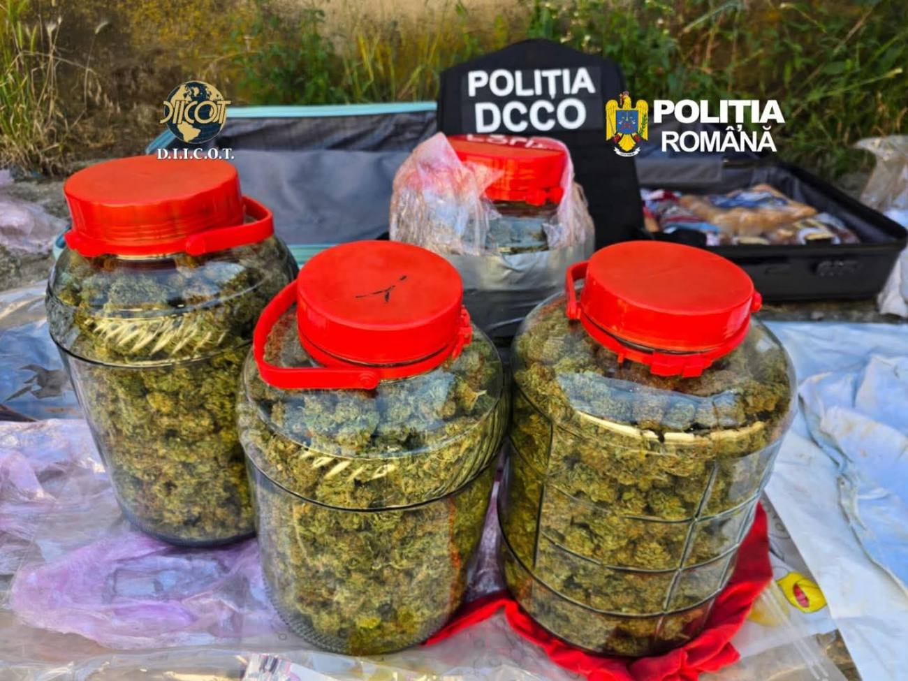 You are currently viewing PERCHEZIȚII LA PERSOANE CERCETATE PENTRU TRAFIC DE DROGURI DE RISC ȘI MARE RISC