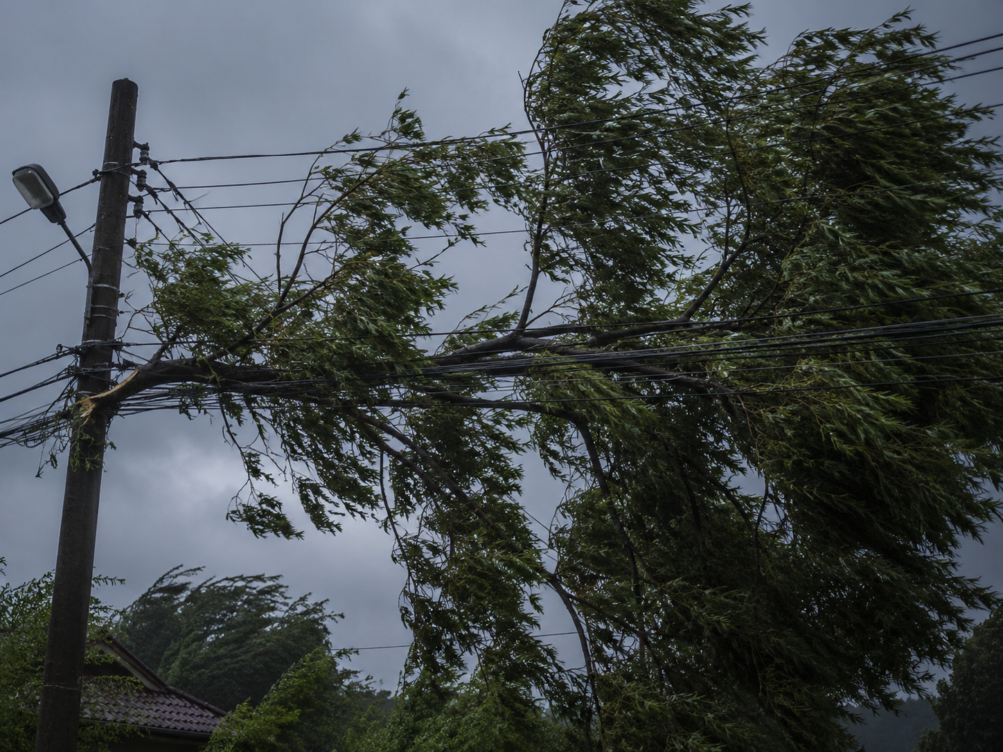 You are currently viewing Primarul comunei Ocnița face apel la proprietari să curețe vegetația din apropierea liniilor electrice