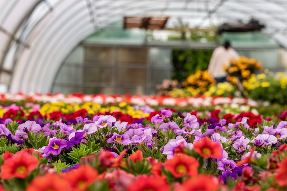 You are currently viewing AFIR a publicat ghidul pentru accesarea unui sprijin de până la 100.000 euro, dedicat exclusiv floricultorilor