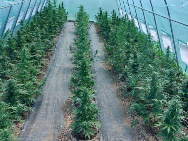 You are currently viewing Plantație enormă de canabis, descoperită pe malul Mureșului
