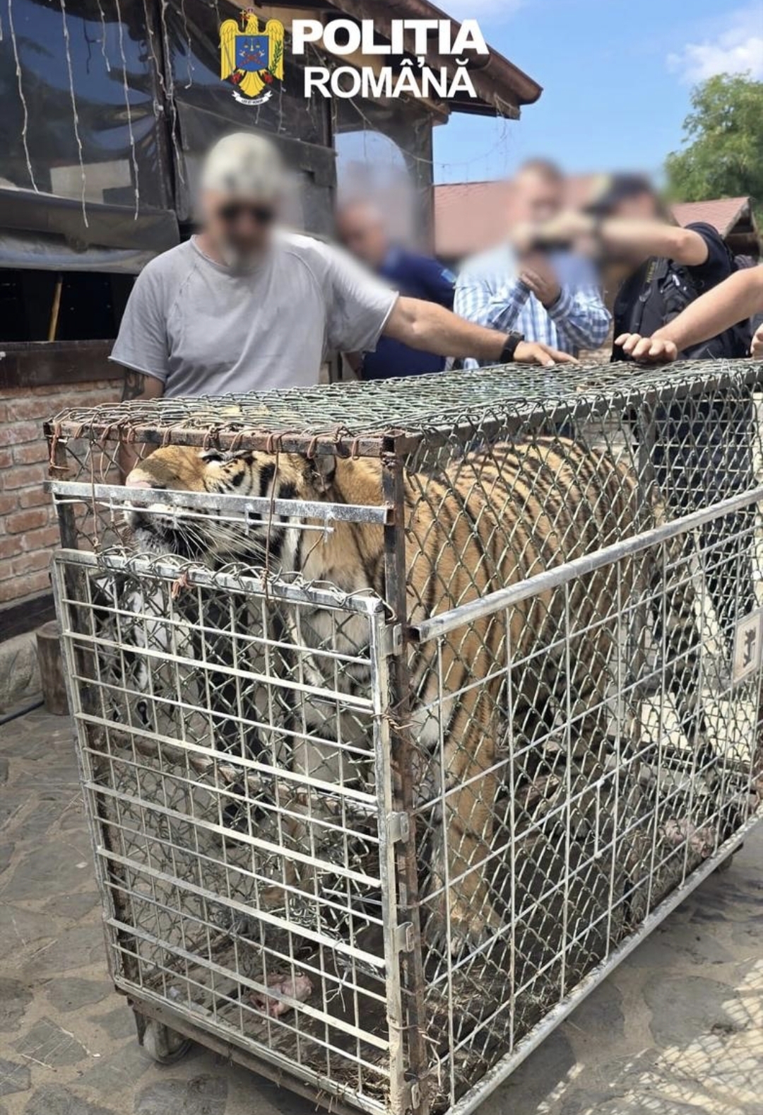 You are currently viewing PICIOR DE MUNTE: ANIMALE SĂLBATICE CU REGIM SPECIAL, RIDICATE ÎN VEDEREA RELOCĂRII