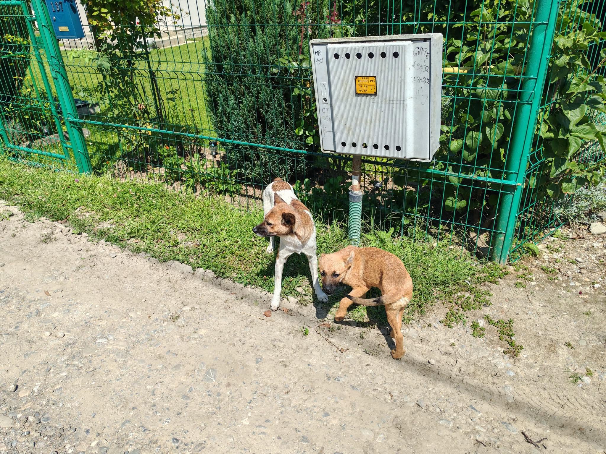 You are currently viewing Campanie gratuită de sterilizare, vaccinare și microcipare a câinilor, la Moreni. Laboratorul veterinar mobil ajunge joi în cartierul Bana