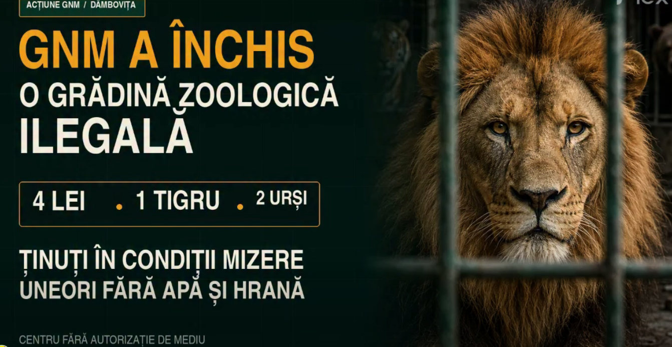 You are currently viewing Garda de Mediu, măsuri drastice în cazul centrului cu animale sălbatice din Dâmbovița: amenzi de 220.000 de lei și sesizare penală