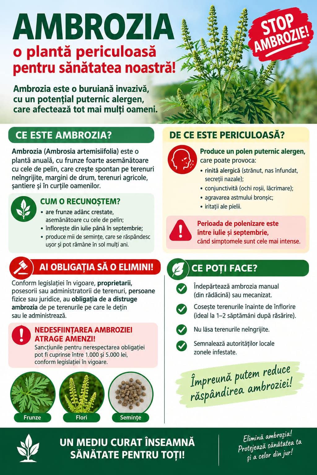 You are currently viewing Amenzi de până la 20.000 de lei pentru cei care nu își curăță terenurile de ambrozie. Avertisment pentru proprietarii din Potlogi