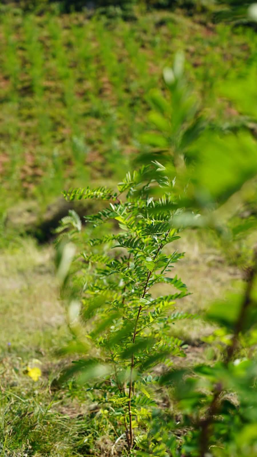 You are currently viewing Aproape 70.000 de puieți vor fi plantați la Vârfuri. Un teren degradat de 19 hectare va deveni zonă împădurită