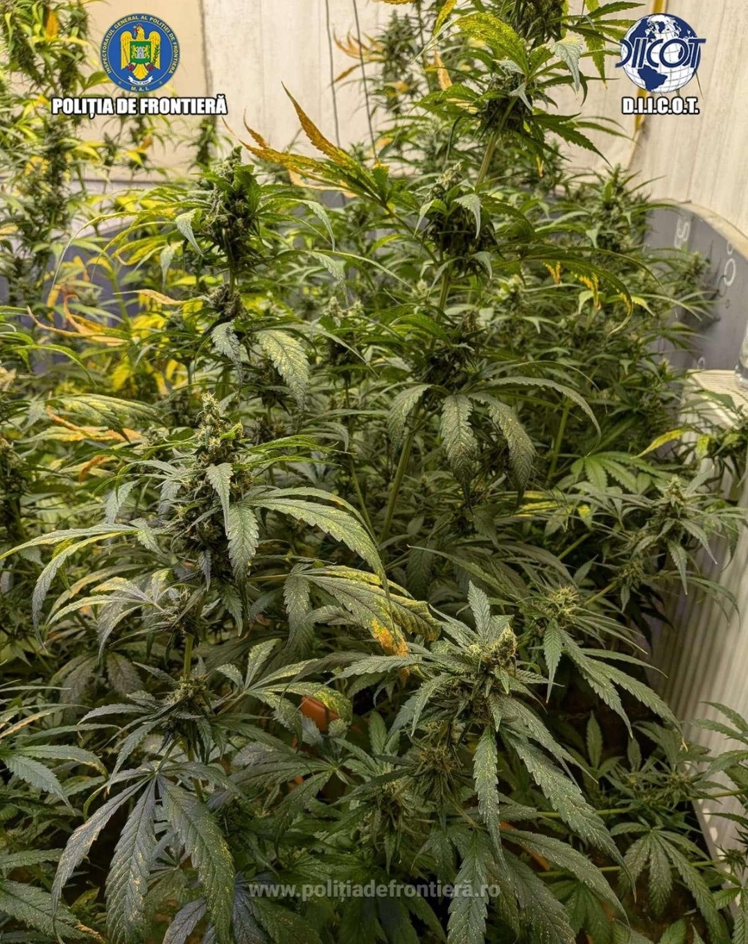 You are currently viewing Grupare specializată în cultivarea și comercializarea canabisului, destructurată de polițiștii de frontieră și procurorii DIICOT