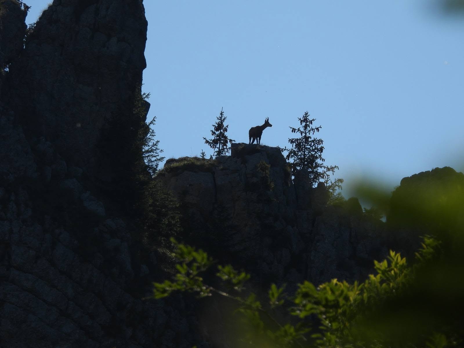 You are currently viewing Locuitorii nevăzuți ai Bucegilor. Imagini cu fauna sălbatică, surprinse în timpul monitorizării