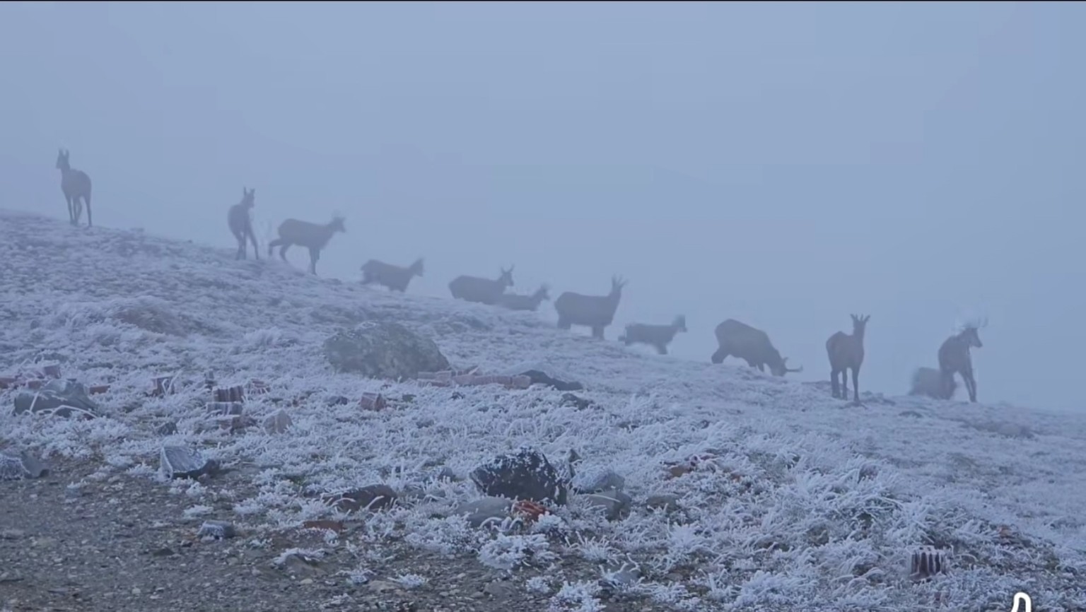 You are currently viewing Iarna și-a făcut apariția la peste 2.000 de metri. Chiciură la Vârful Omu, prima ninsoare pe Transfăgărășan