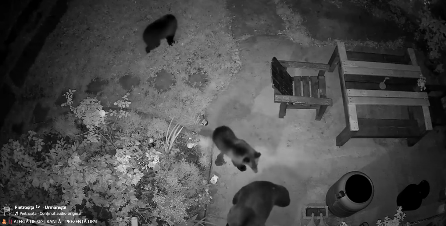 You are currently viewing Ursoaică cu doi pui, surprinsă lângă o locuință din Pietroșița. Oamenii, avertizați să evite zona pe timpul nopții