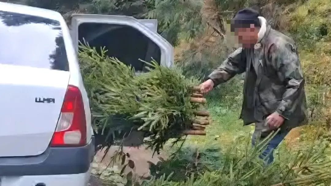 You are currently viewing Brazi pentru nuntă, tăiați ilegal din Parcul Natural Bucegi. Doi bărbați, prinși de jandarmii montani dâmbovițeni