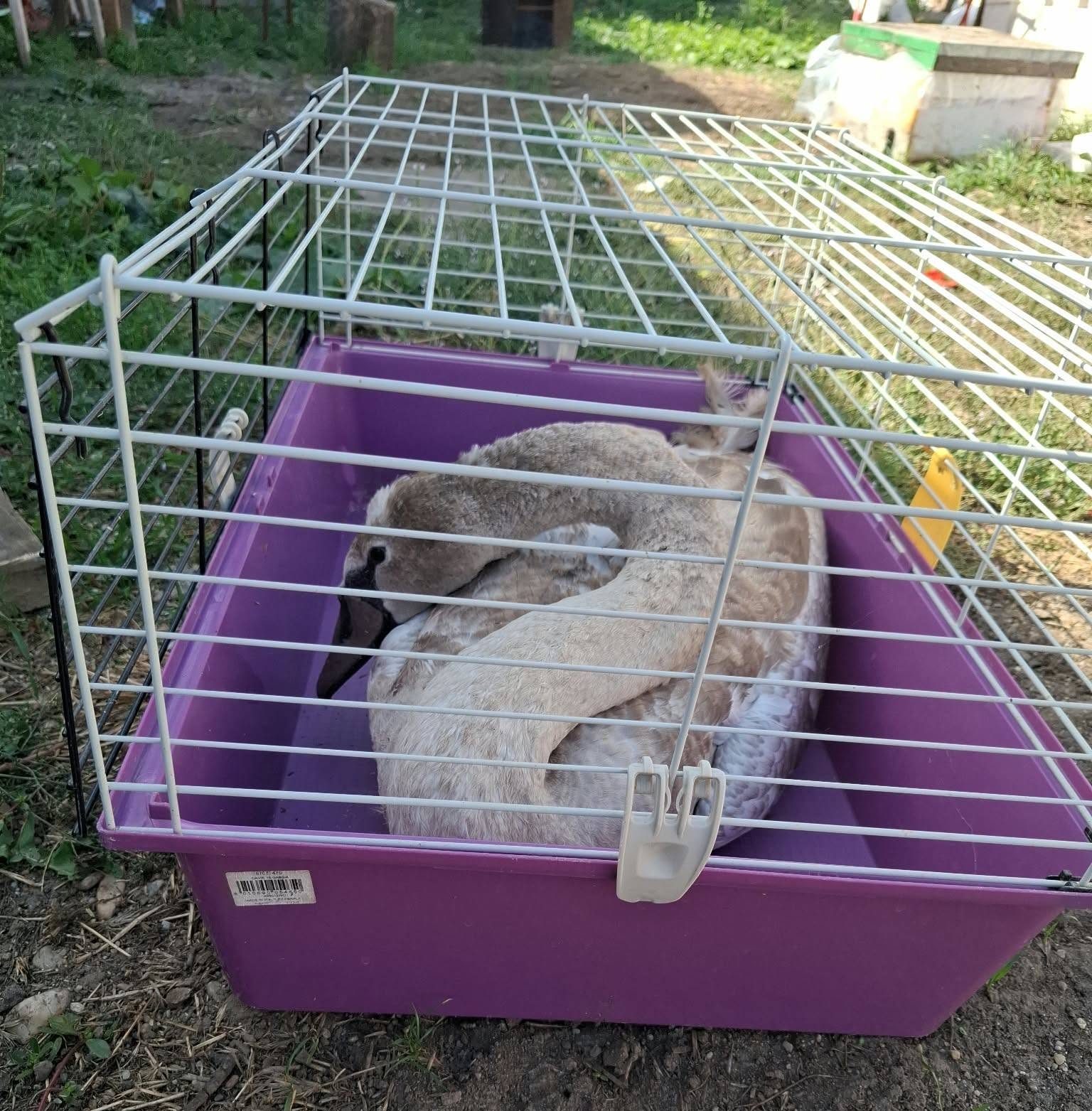 You are currently viewing O lebădă a făcut o escală neobișnuită într-o gospodărie din Șelaru. Pasărea a ajuns la Grădina Zoologică Târgoviște