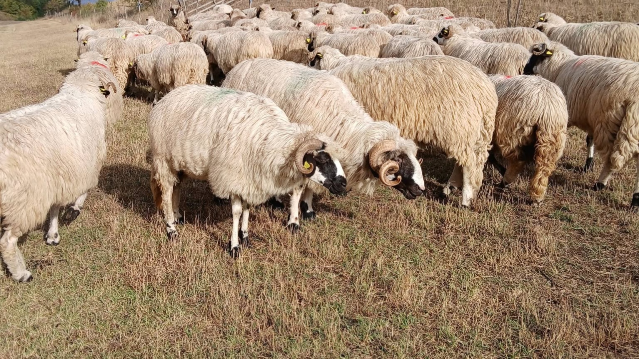 You are currently viewing România va primi 1,1 milioane de doze de vaccin împotriva variolei la oi și capre
